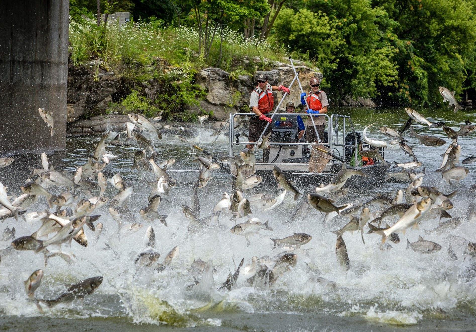 Asian shop carp jumping